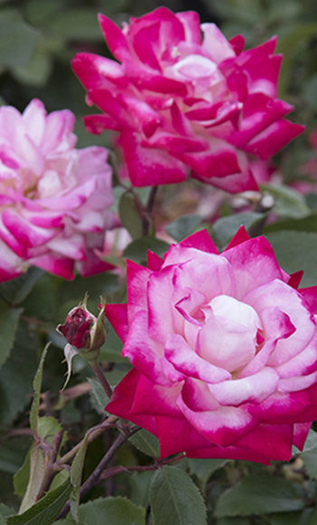 Grace N' Grit™ BiColor Rose Grace N' Grit™ BiColor Rose