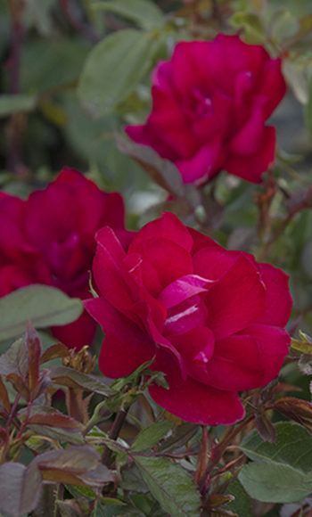Grace N' Grit™ Red Rose Grace N' Grit™ Red Rose