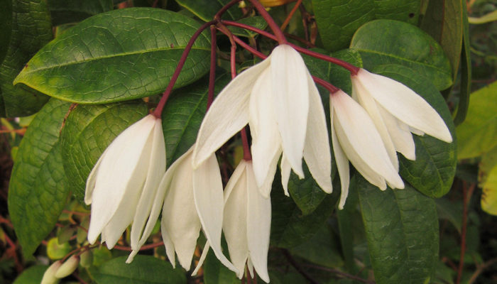 Heavenly Ascent® Holboellia Vine Heavenly Ascent® Holboellia Vine