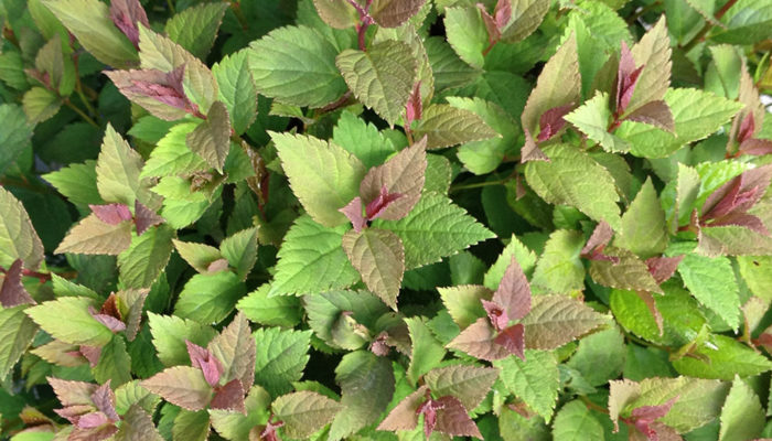 Lil' Flirt™ Spirea Lil' Flirt™ Spirea