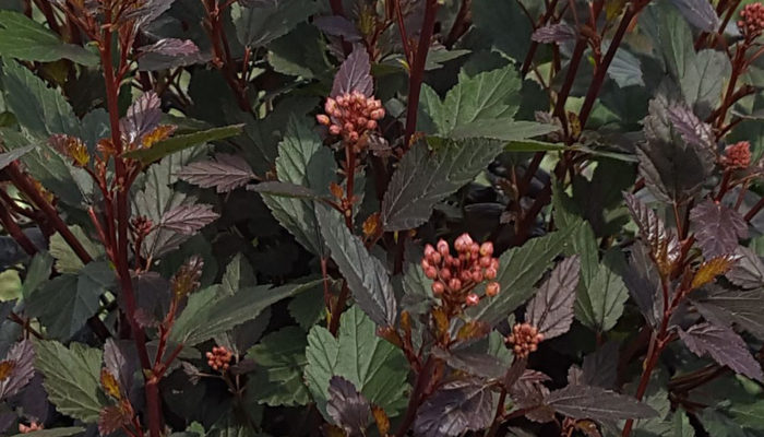 Little Joker® Ninebark Little Joker® Ninebark