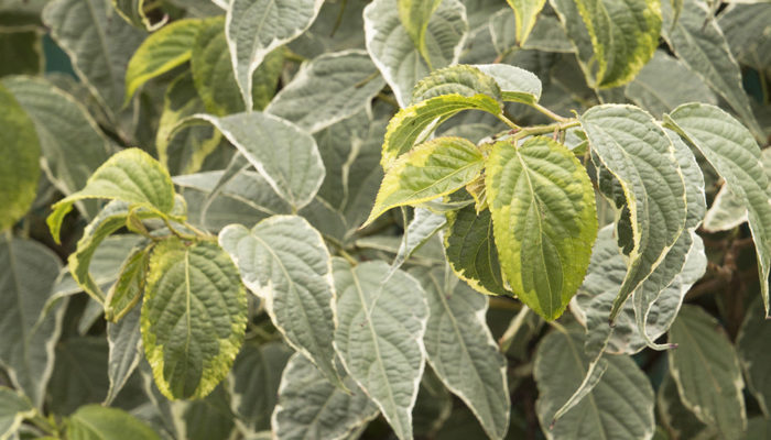 Morning Dew™ Stachyurus Morning Dew™ Stachyurus