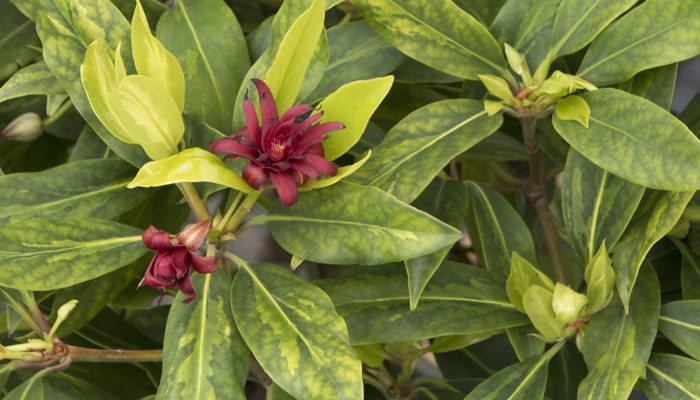 Paradise Song™ Anise Tree Paradise Song™ Anise Tree