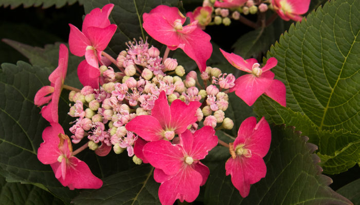 Seaside Serenade® Cape May Hydrangea-reaize Seaside Serenade® Cape May Hydrangea-reaize
