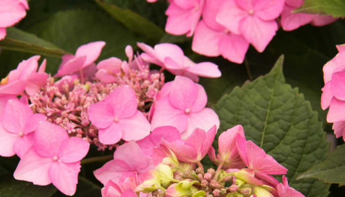 Seaside Serenade® Outer Banks Hydrangea Seaside Serenade® Outer Banks Hydrangea