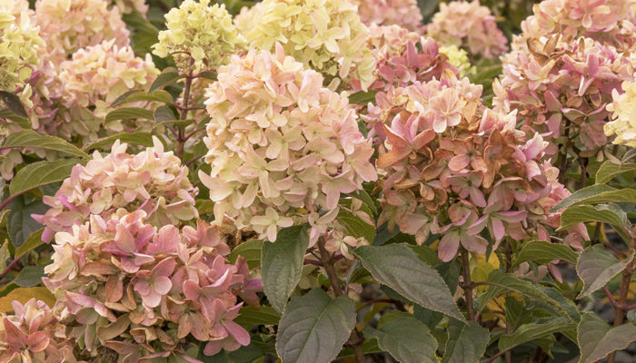 Strawberry Shake™ Hydrangea-resize Strawberry Shake™ Hydrangea-resize