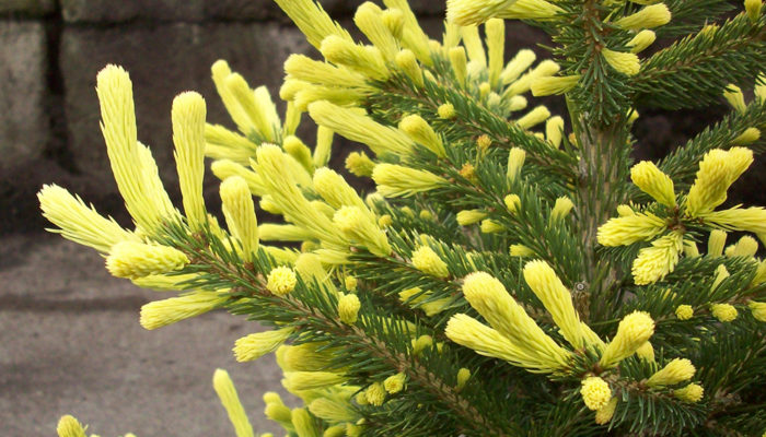 Sunburst™ Black Hills Spruce-resize Sunburst™ Black Hills Spruce-resize