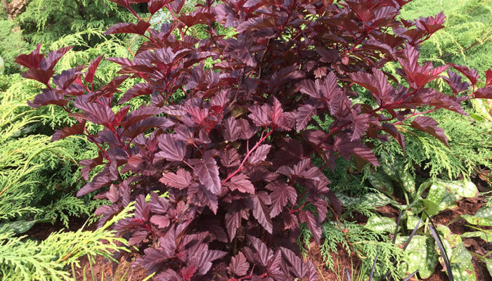 Angel®Ninebark Angel®Ninebark
