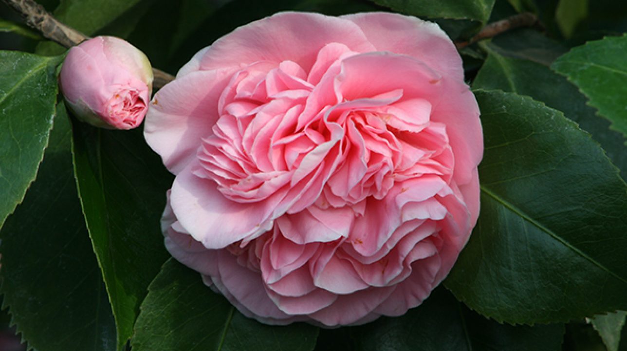 It’s Camellia season! Celebrate with these fun facts. – Grow Beautifully