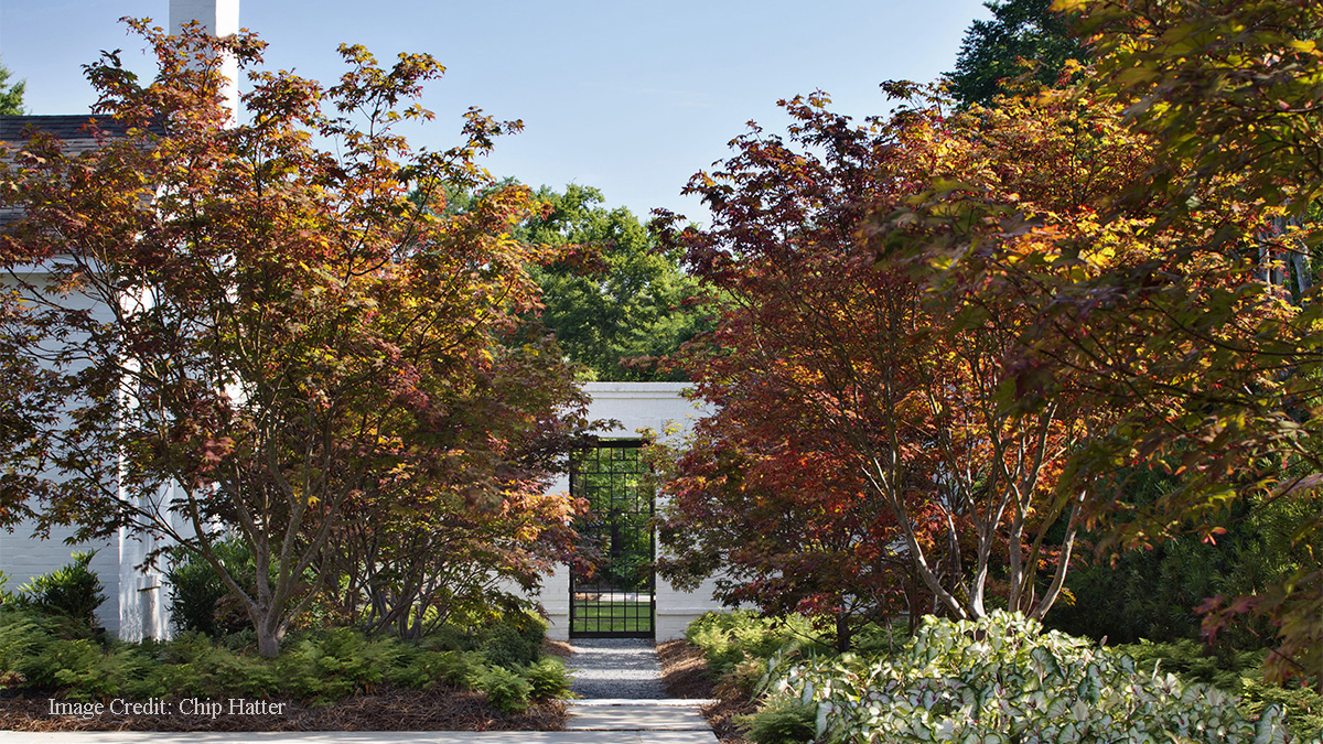 5 Trees For Fall Color Zones 8 And Up Grow Beautifully