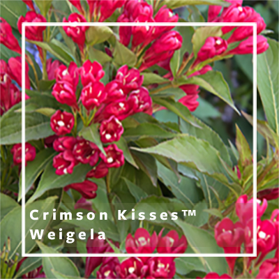 400x400_Crimson Kisses 400x400_Crimson Kisses