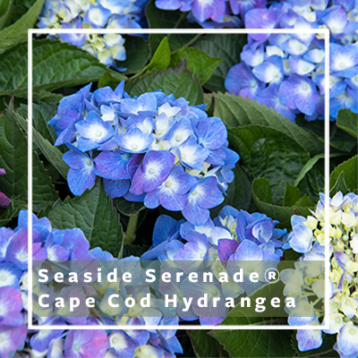 Cape cod hydrangea_400 Cape cod hydrangea_400