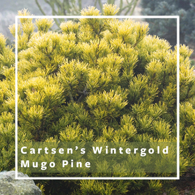 Carstens wintergold mugo pine Carstens wintergold mugo pine