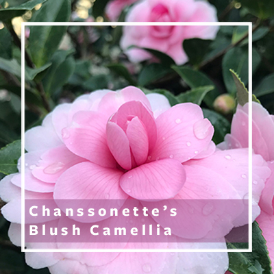 Chansonette Blush Camellia_400 Chansonette Blush Camellia_400