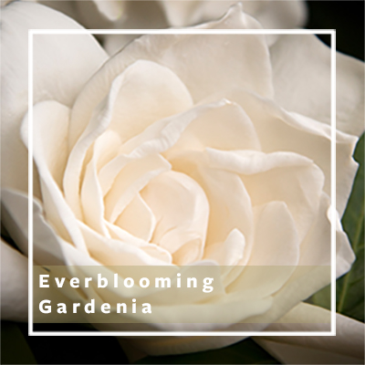 Everblooming Gardenia Everblooming Gardenia