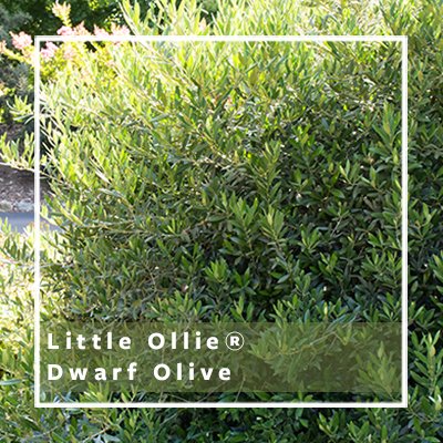 Little Ollie Dwarf Olive Little Ollie Dwarf Olive
