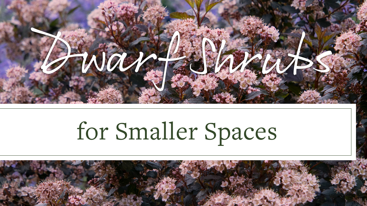 Dwarf Shrubs For Small Spaces Grow Beautifully
