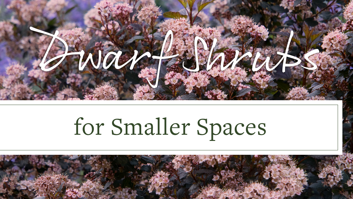 Dwarf Shrubs for Small Spaces - Grow Beautifully