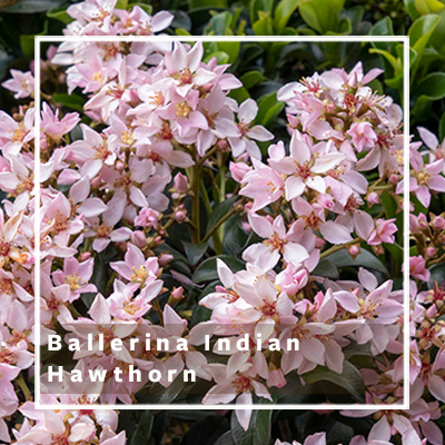 ballerina indian hawthorn_400 ballerina indian hawthorn_400