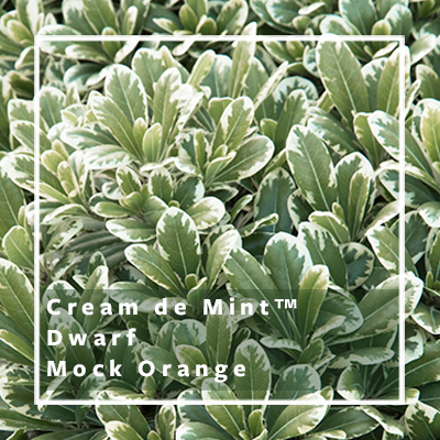 creme de mint_400x400 creme de mint_400x400