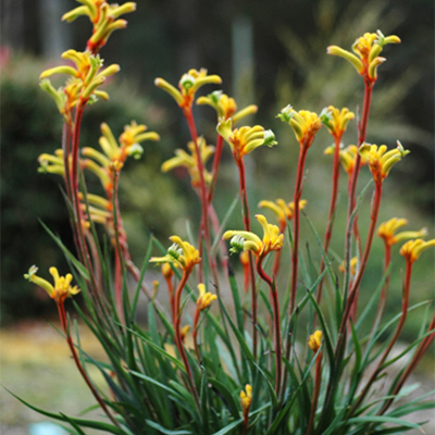 Bush Tenacity Kangaroo Paw Bush Tenacity Kangaroo Paw