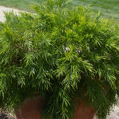Cousin Itt Little River Wattle Cousin Itt Little River Wattle