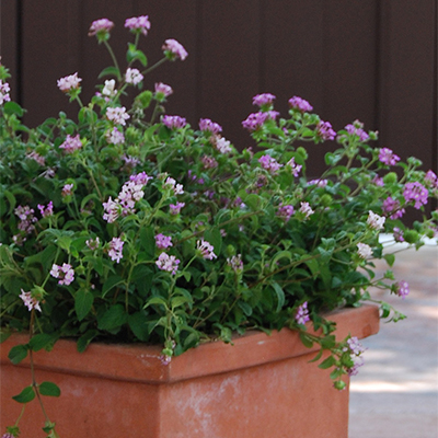 Lavender Swirl® Trailing Lantana Lavender Swirl® Trailing Lantana