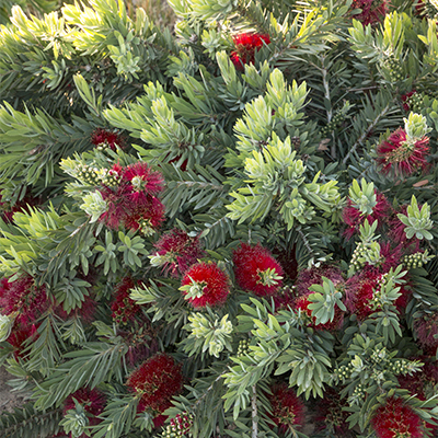 Little John Dwarf Bottlebrush Little John Dwarf Bottlebrush