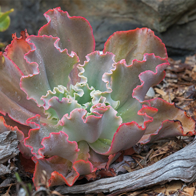 Ruffled Echeveria Ruffled Echeveria