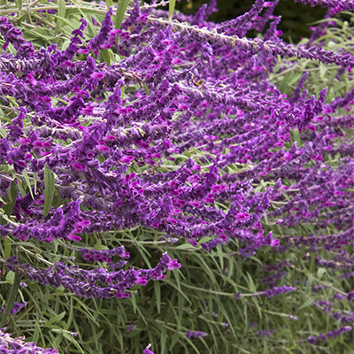 Santa Barbara Mexican Bush Sage Santa Barbara Mexican Bush Sage