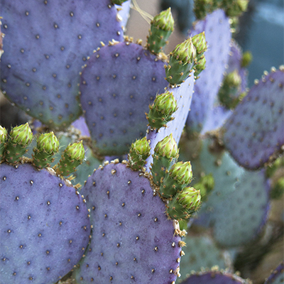 Santa-rita Tubac™ Prickly Pear Santa-rita Tubac™ Prickly Pear