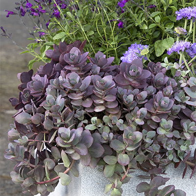 SunSparkler® Firecracker Sedum and Vibe Salvia SunSparkler® Firecracker Sedum and Vibe Salvia