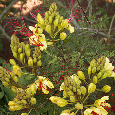Yellow Bird of Paradise Yellow Bird of Paradise