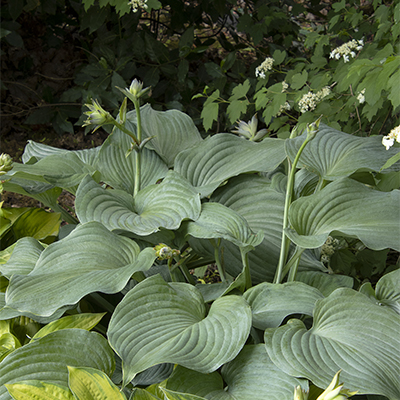 Blue Angel Plantain Lily 400x400 Blue Angel Plantain Lily 400x400