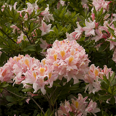 Dawn's Chorus Azalea 400x400 Dawn's Chorus Azalea 400x400