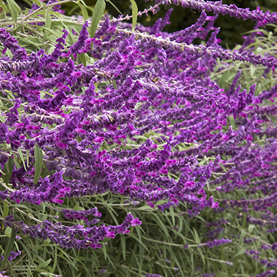 Santa Barbara Mexican Bush Sage 400x400 Santa Barbara Mexican Bush Sage 400x400