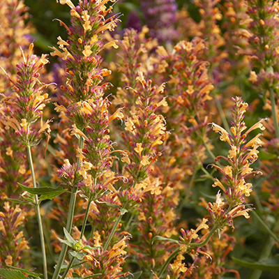 hyssop hyssop