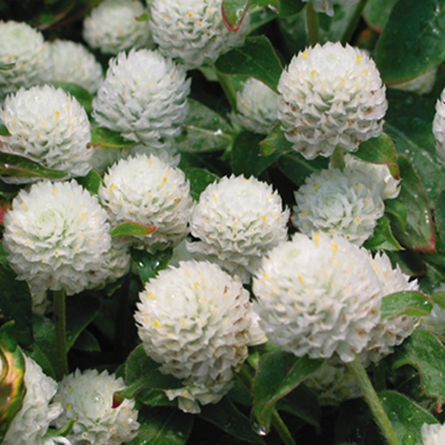 whitegomphrena400x400 whitegomphrena400x400