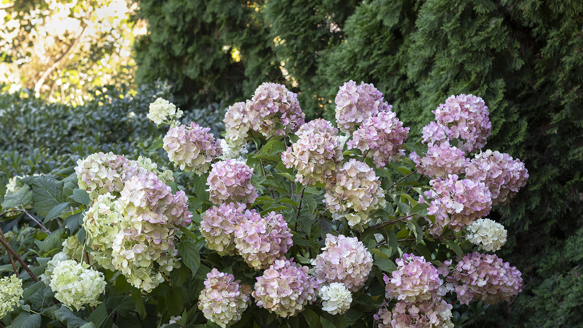 It S Showtime For Panicle Hydrangeas Grow Beautifully