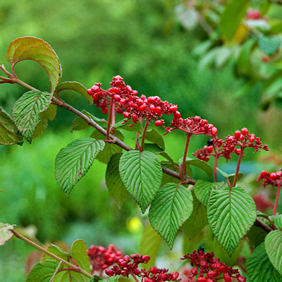 doublefile viburnum (Viburnum plicatum 'Mariesii', Viburnum plicatum Mariesii), cultivar Mariesii doublefile viburnum (Viburnum plicatum 'Mariesii', Viburnum plicatum Mariesii), cultivar Mariesii