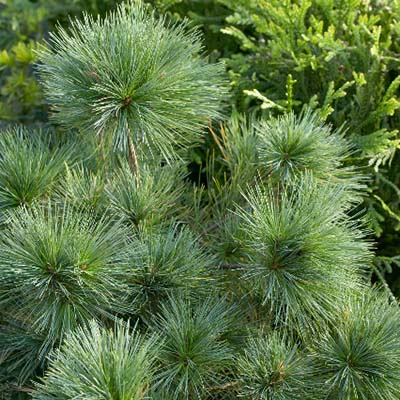 Blue Shag Eastern White Pine