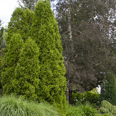 Degroot’s Spire Arborvitae