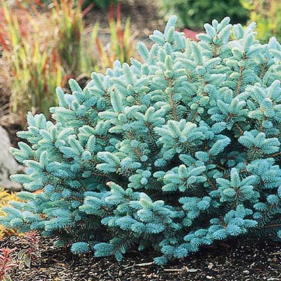 Dwarf Globe Blue Spruce