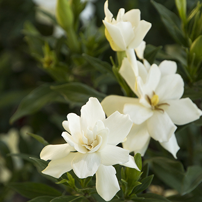 white evergreen frostproof gardenia flowers