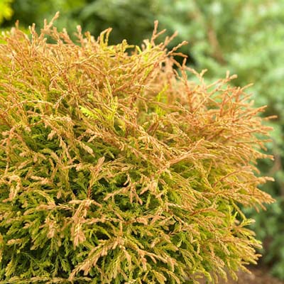 Golden Tuffet Arborvitae