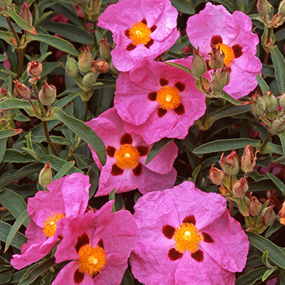 pinkish purple rock rose flowers