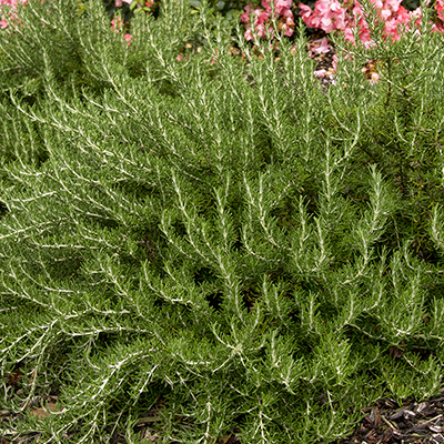 18 Beautiful Deer Resistant Shrubs