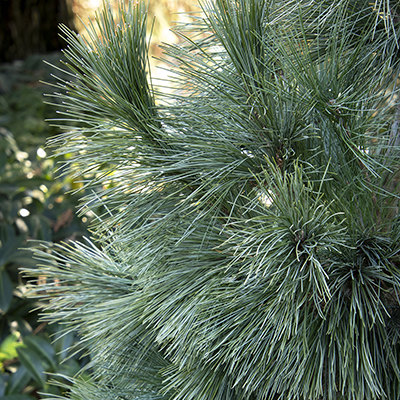 Silver Whispers™ Swiss Stone Pine