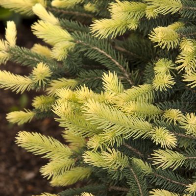 Sparkler® Colorado Blue Spruce