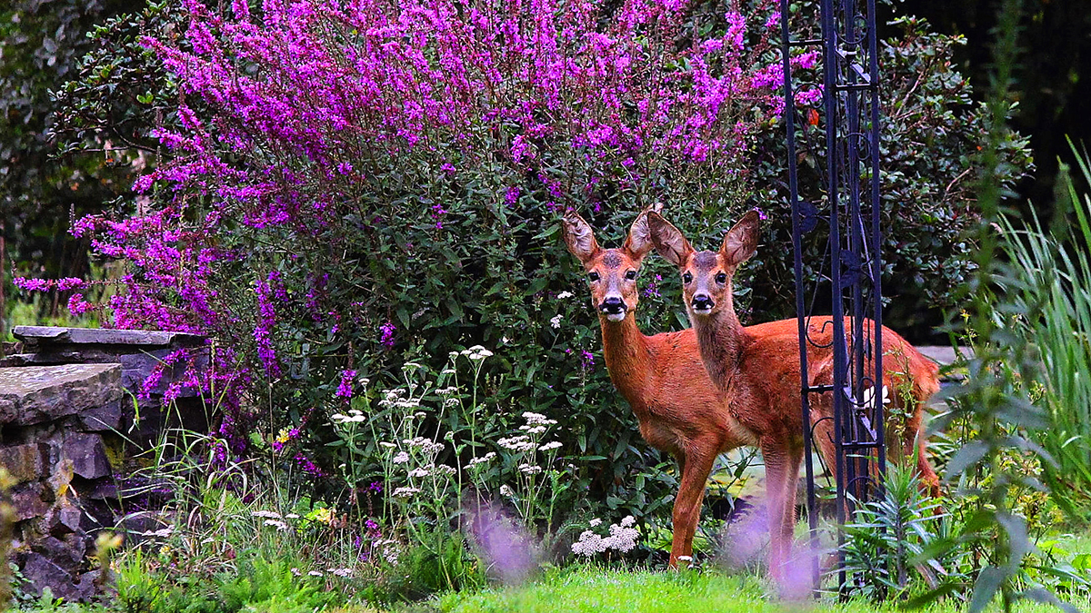 Flowering Shrubs For Shade Deer Resistant 15 Beautiful Deer Resistant